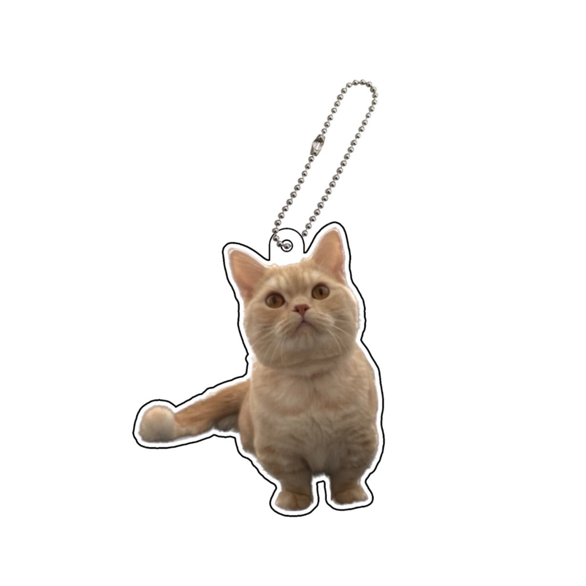 マロンアクキー